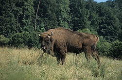 Wisent