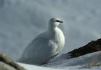 Schneehahn,01, Winterkleid