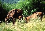 Wisent-05