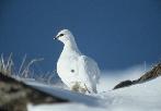 Schneehahn-09-Winterkleid