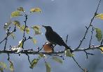 Amsel-01-w