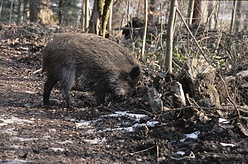 Wildschwein Ueberläufer