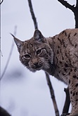 Luchs