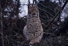 Luchs