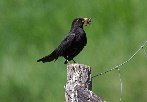 Amsel-d-01