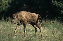 Wisent