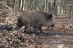 Wildschwein, Ueberläufer