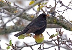 Amsel-d-02