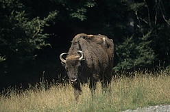 Wisent