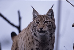 Luchs