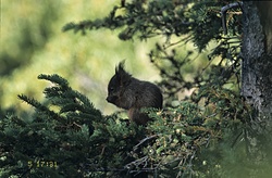 Eichhörnchen