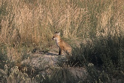 Fuchs