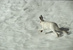 Alpenschneehase