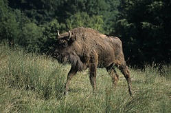 Wisent, Jährling