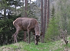 Hirsch-IMG_7607.1