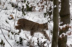 Luchs-d-03