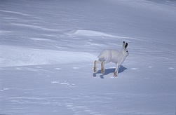 Alpenschneehase