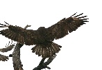 Mäusebussard-d-053