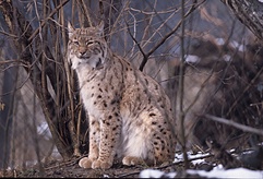 Luchs