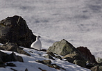 Schneehuhn-DSC00841